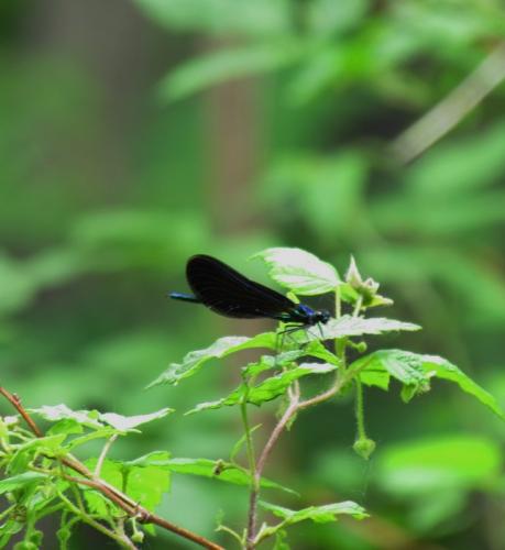 Réf. 221 273 : Calopteryx maculata